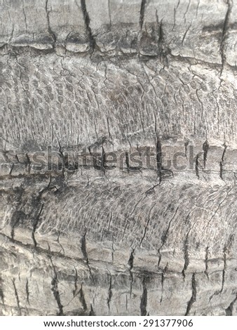 coconut bark tree texture