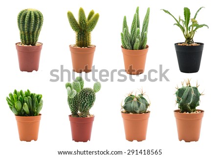 Cactus isolated on white background Royalty-Free Stock Photo #291418565