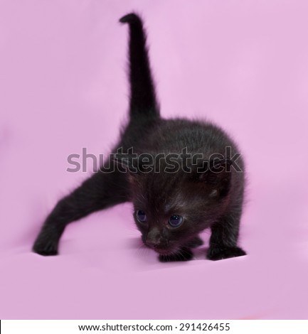 Black kitten going on pink background