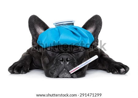 french bulldog dog very sick with ice pack or bag on head, eyes closed and suffering , thermometer in mouth , isolated on white background Royalty-Free Stock Photo #291471299