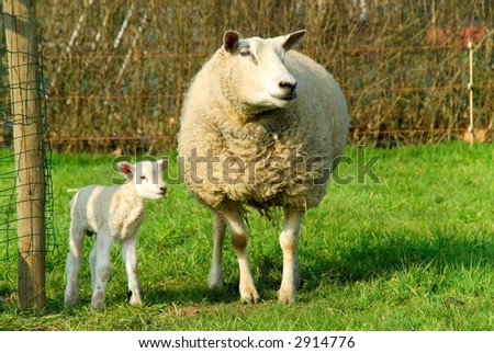 Signs of spring to come, mother sheep with newborn lambs.  Growth, diversity concept.