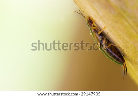 a Common earwig or  European earwig ( Forficula auricularia )