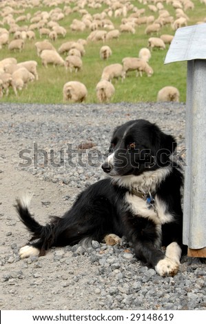 Sheep Dog with Sheep