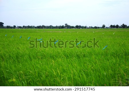 rice field green