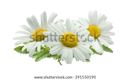 3 chamomile composition isolated on white background as package design element