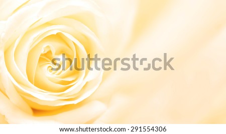 Background with yellow rose