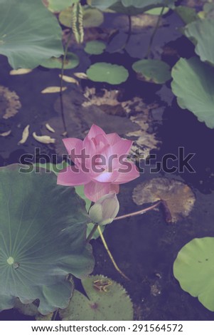 Lotus in the pond retro vintage style for background soft focus.