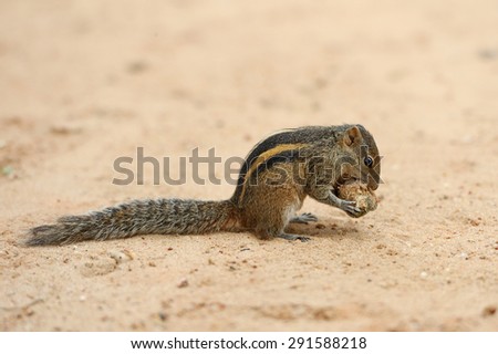 Chipmunk squirrel (Tamias) in Sri Lanka island