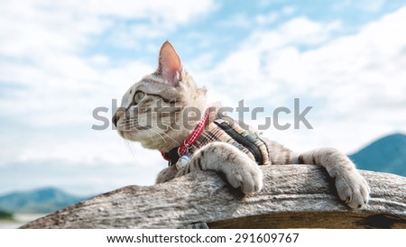 Cat and Blue Sky Background