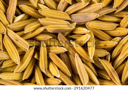 Paddy seed rice background
