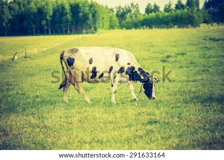 Vintage photo of cow on pasture. Animal portrait of polish cows.