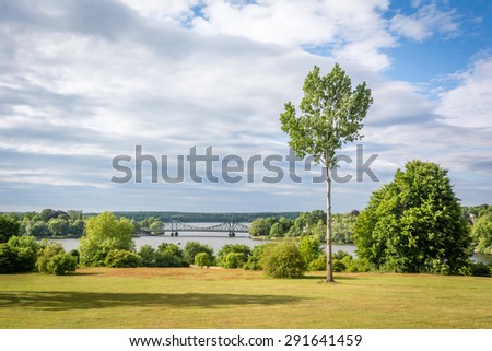 Summer Landscape. Small tree photography.