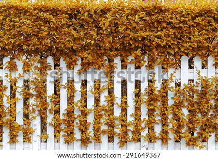 Fresh spring orange grass and leaf plant over wood fence background / Wooden fence and grass./ seamless closeup texture of white garden fence