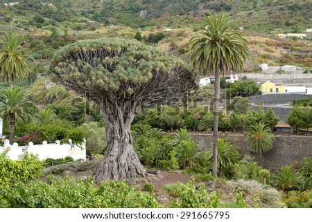 millenarian dragon tree, Icod de los vinos, Tenerife, Spain Royalty-Free Stock Photo #291665795