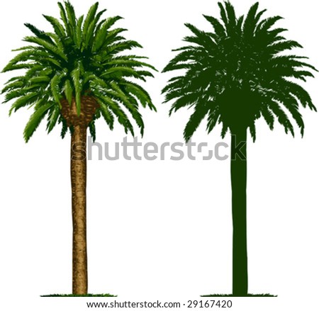 Vector illustration of California palm tree and its silhouette, isolated in white background.