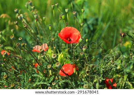 red poppies flowers