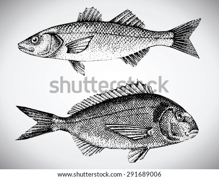 beautiful hand drawn illustration with different fishes, gilt head and sea bass.