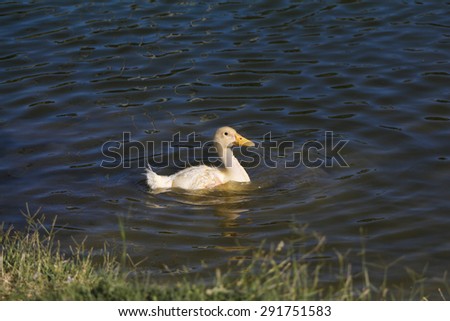 Young duck. Little yellow duckling swimming on the lake.