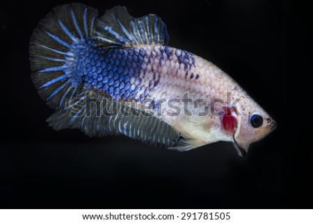Image close of the betta fish are small but beautiful and fierce.