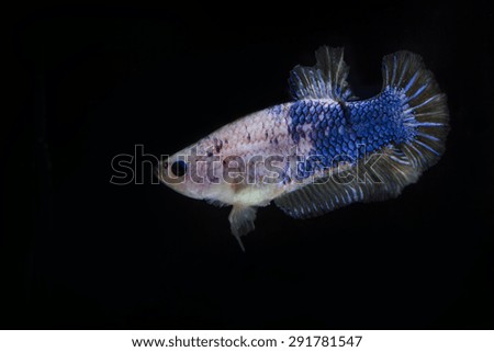 Image close of the betta fish are small but beautiful and fierce.