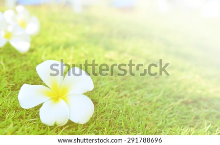 beautiful flowers with soft focus color filters background