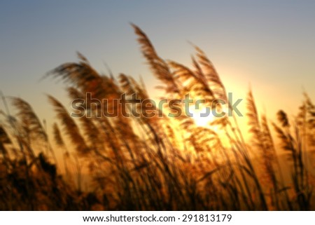  Sunset background picture blur