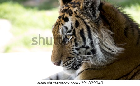 Profile of Amur Tiger