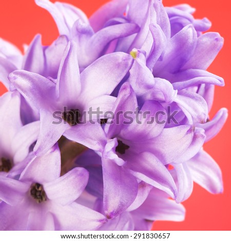 blue hyacinth on pink background, macro shot