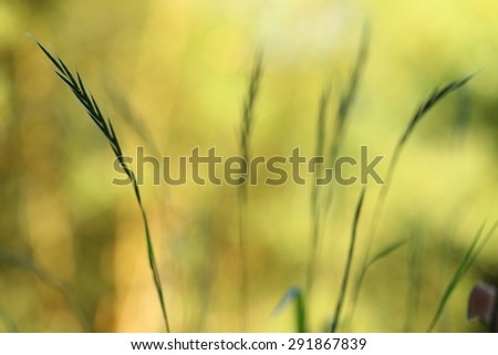 Abstract nature background with grass and bokeh lights