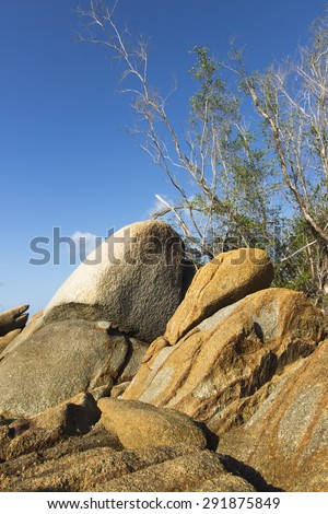 blue sky, branch of a tree with some leafs growing from the stone. power of life concept