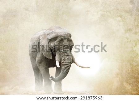 african elephant walking in desert over a grunge background