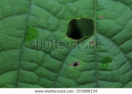 Leaf with holes, eaten by pests.
