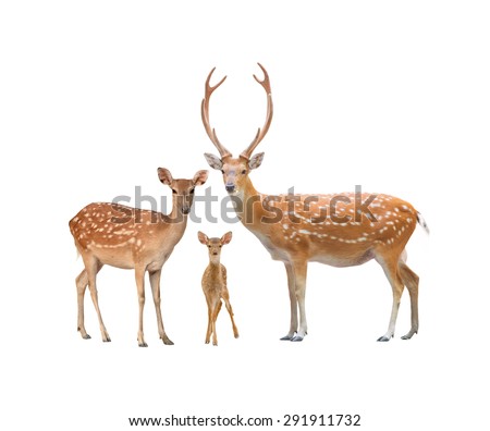 beautiful sika deer family  isolated on white background Royalty-Free Stock Photo #291911732