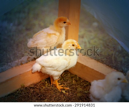 Beautiful yellow chickens on a farm photographed close up