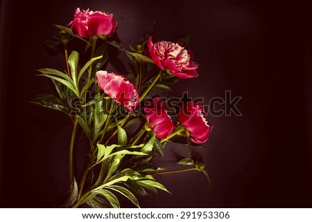 Colorful flowers on black background- colorful peonies