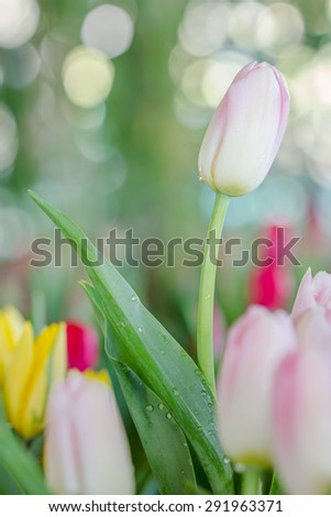 pink and white tulips flower in garden