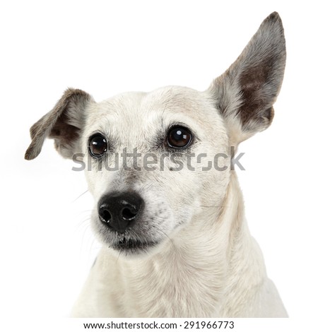 funny ears mixed breed dog portrait in white studio