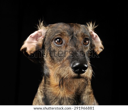 Wired hair dachshund with twisted ears portrait in a black photo studio