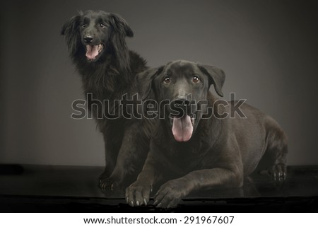 mixed breed black dogs relaxing in a dark photo studio