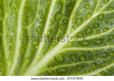 Texture leaf with water drops.Nanure