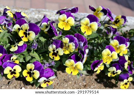 Purple and yellow pansy flowers in the garden. Royalty-Free Stock Photo #291979514