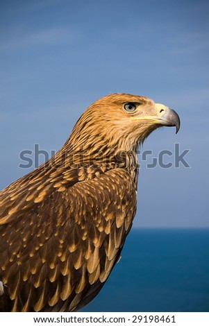 picture of a brown eagle over blue sky