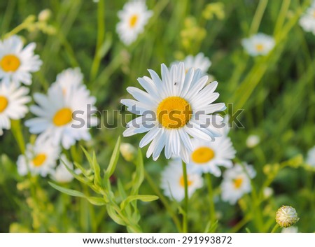 Daisies symbolize joy and kindness, with these lovely flowers you will be able to extend my warmest and sincere wishes for a birthday or to confess true love of your beloved.