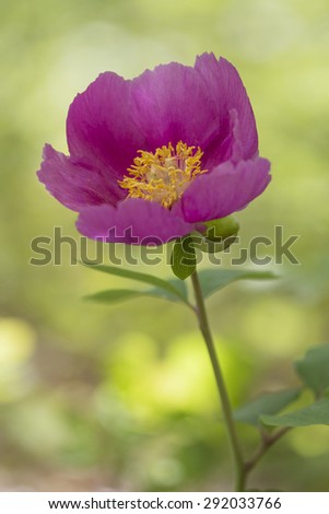 Spring endemic flower peony Crimean