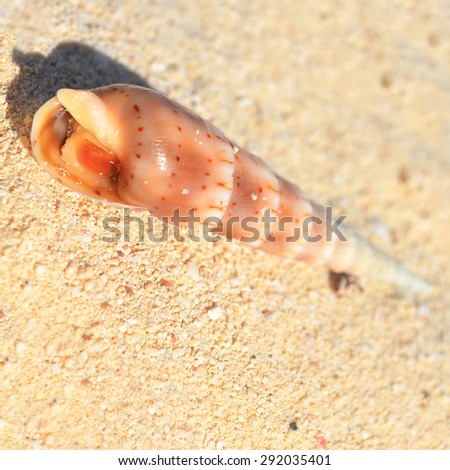 Shell in the sand 
