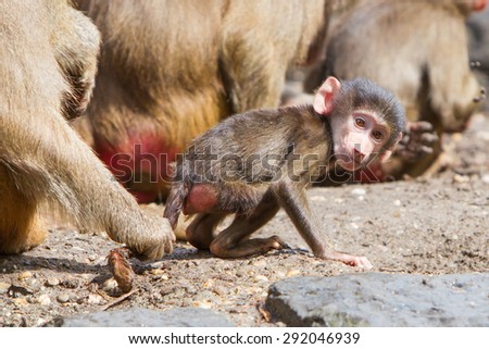 Female baboon with a young baboon in their natural habitat