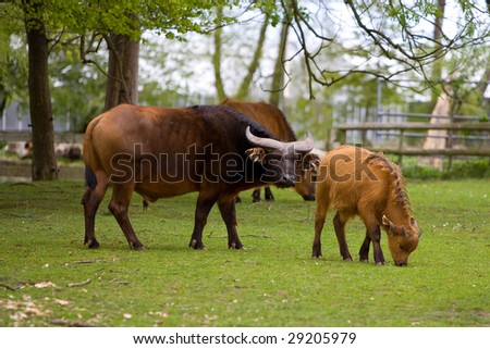 Picture of brown buffalo on a green grass