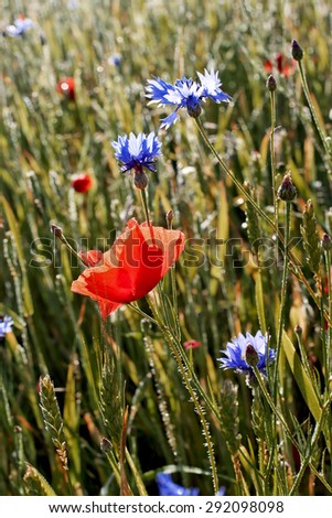Field of poppies and cornflowers background 