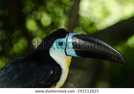 Toucan Portrait
