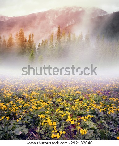 Field with blooming kalyuzhnitsa before the storm in the Carpathians, Ukraine. These flowers grow like the swamps, near streams, in spruce forests and very beautiful at dawn
